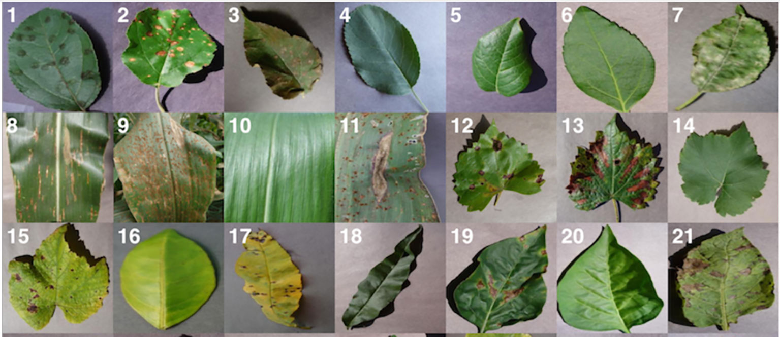 Plant Disease Prediction Arabic